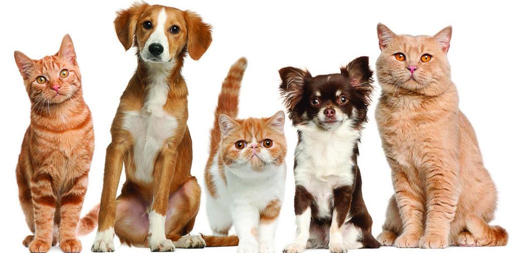 Доска объявлений о животных | ЗооТом - продажа, вязка и услуги для животных в Окуловке