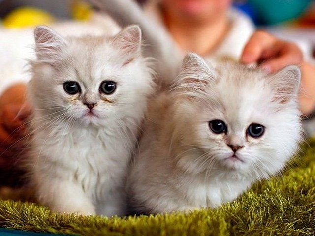 Породы кошек в Окуловке | ЗооТом портал о животных