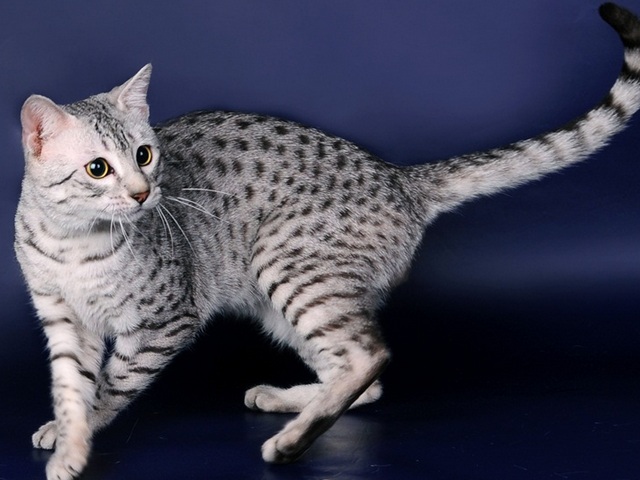 Породы кошек в Окуловке | ЗооТом портал о животных