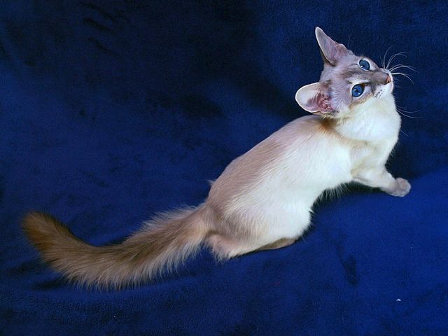 Выведенные породы кошек в Окуловке | ЗооТом портал о животных