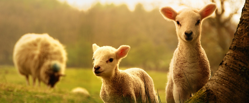 Объявления о сельскохозяйственных животных | ЗооТом - продажа, вязка и услуги для животных в Окуловке