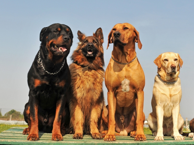 Крупные породы собак в Окуловке | ЗооТом портал о животных
